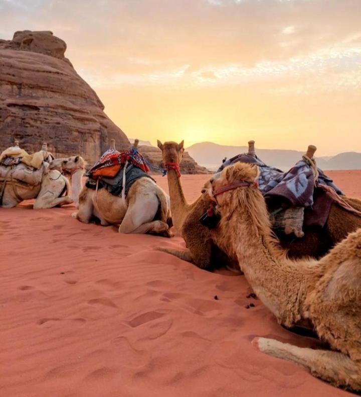 Wadi Rum Nature Dış mekan fotoğraf