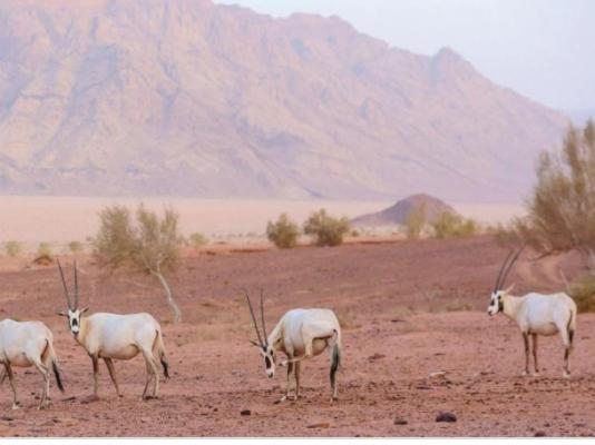 Wadi Rum Nature Dış mekan fotoğraf