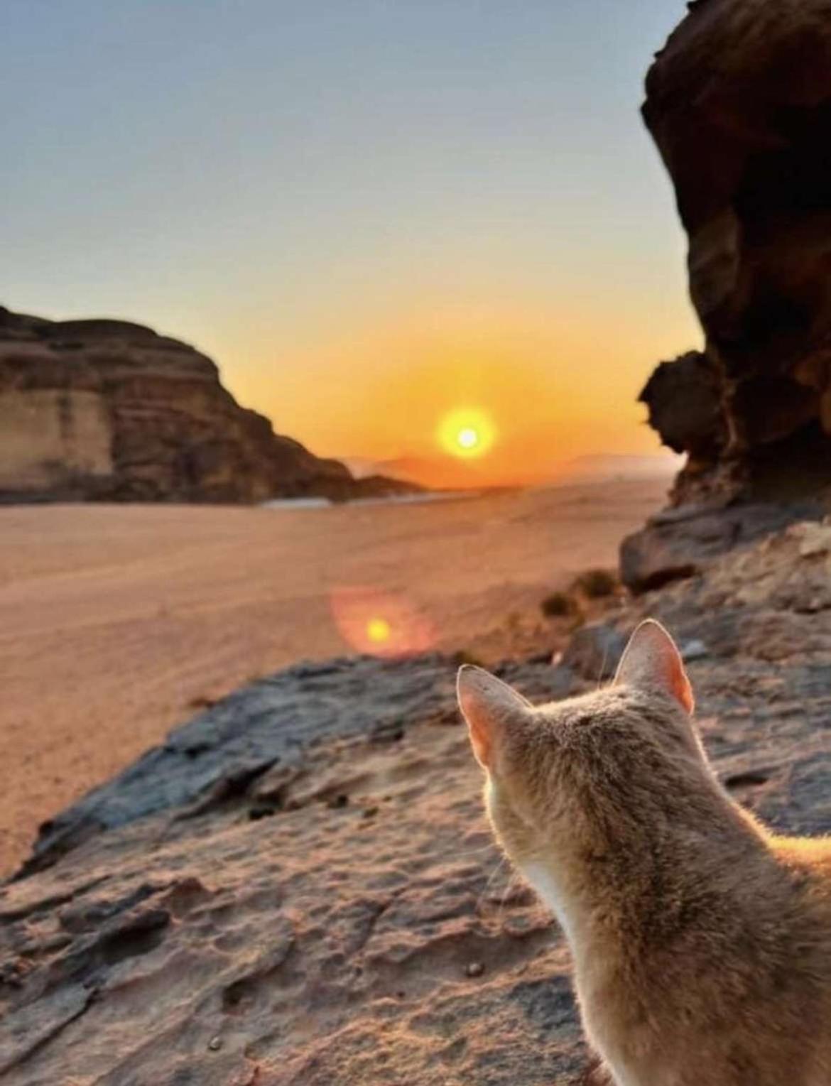 Wadi Rum Nature Dış mekan fotoğraf